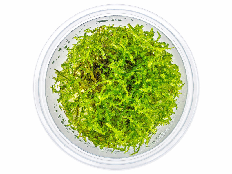 Preview: Weihnachtsbaum-Moos - Vesicularia montagnei in vitro